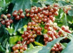Ripe Coffee Berries